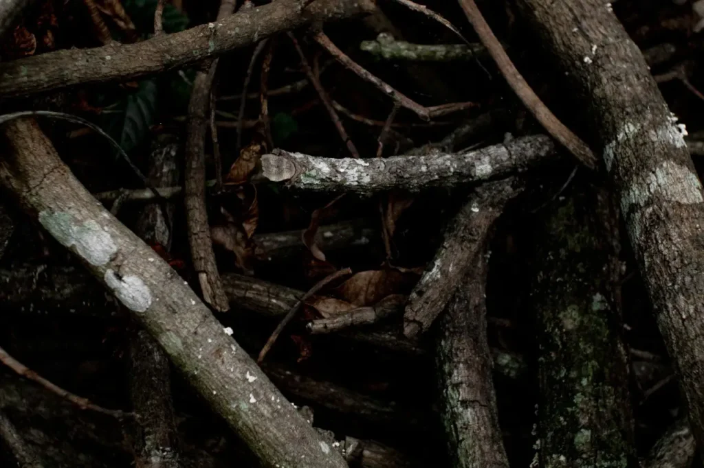 A large pile of cut branches and brush stacked outdoors