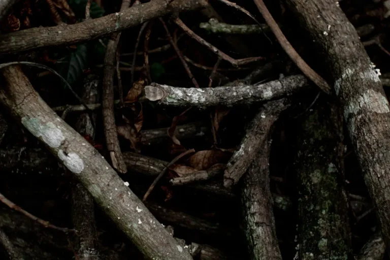 A large pile of cut branches and brush stacked outdoors