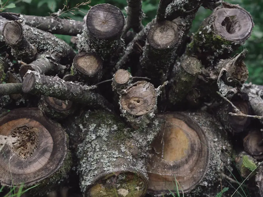 Cut logs and branches stacked on the ground