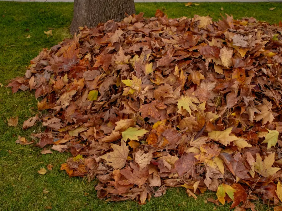 A pile of autumn leaves raked together on grass